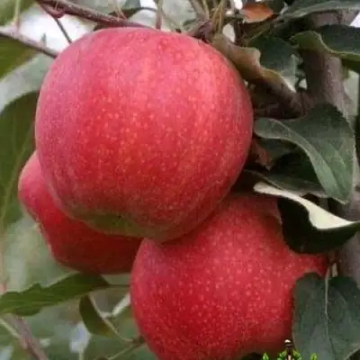 Яблоня ГАЛА ШНИГА в Бобруйске