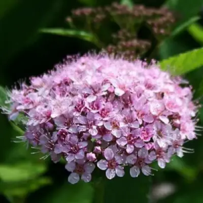 Спирея ПИНК СПАРКЛЕР в Бобруйске