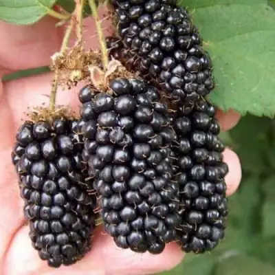 Ежевика ЛОХ НЕСС бесшипная  в Бобруйске