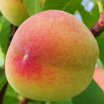 Персик ВЕТЕРАН в Бобруйске