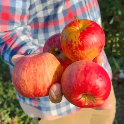 Яблоня КРАСАВИТА в Бобруйске