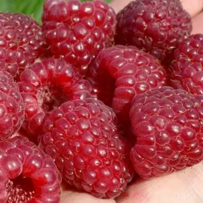 Малина ГИГАНТ РУБИНОВЫЙ в Бобруйске