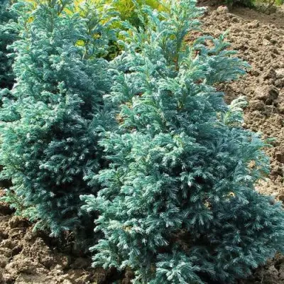 Кипарисовик БУЛЕВАРД горохоплодный в Бобруйске