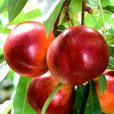 Нектарин СТАРК РЕД ГОЛД в Бобруйске