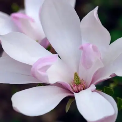 Магнолия ПИНКИ в Бобруйске