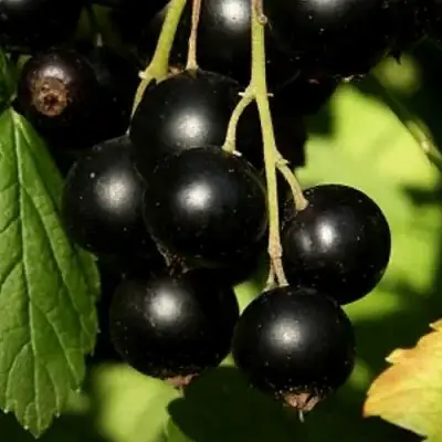 Смородина черная КЛУССОНОВСКАЯ в Бобруйске