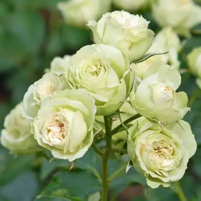 Роза ГРИН ДАЙМОНД миниатюрная в Бобруйске