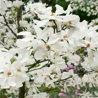 Магнолия ЛЕБНЕРА МЕРРИЛЛ в Бобруйске