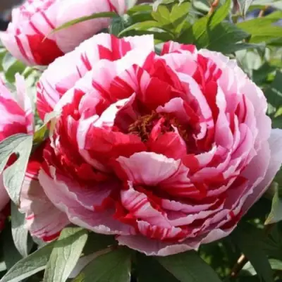 Пион РЕД ВИЗ ПИНК древовидный в Бобруйске