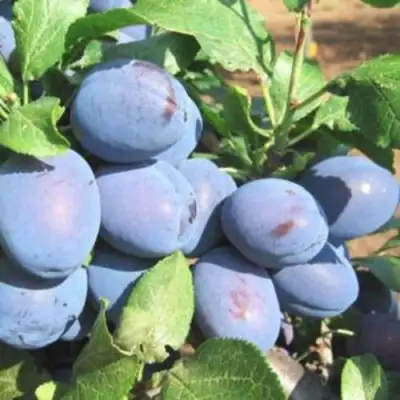 Слива ГИЛЬБЕРТ в Бобруйске