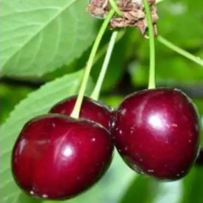 Черешня ВАСИЛИСА в Бобруйске