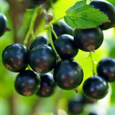 Смородина чёрная ВЕЛОЙ (ЛЕНИНГРАДСКАЯ СЛАДКАЯ) в Бобруйске