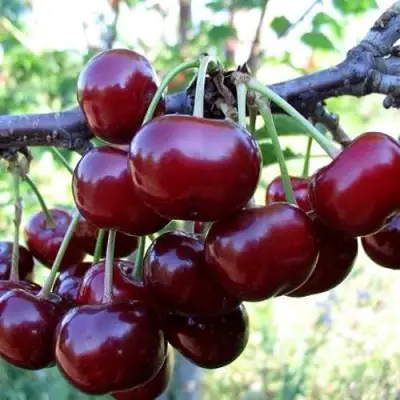 Дюк ЖИВИЦА (ЧЕРЕВИШНЯ) в Бобруйске