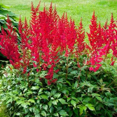 Астильба КОБЛЕНЦ японская в Бобруйске