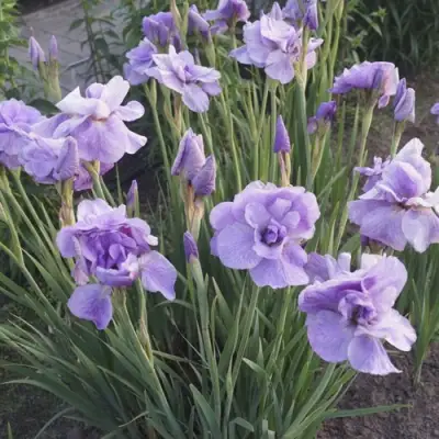 Ирис ИМПЕРИАЛ ОПАЛ сибирский в Бобруйске