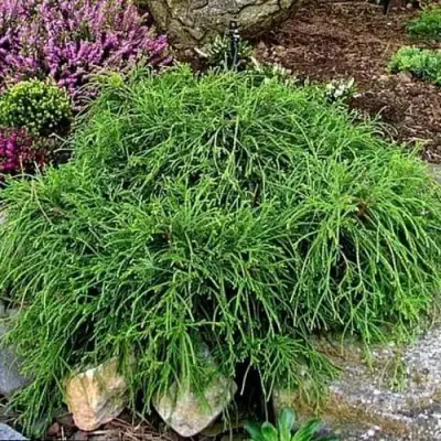 Кипарисовик ФИЛИФЕРА НАНА горохоплодный  в Бобруйске