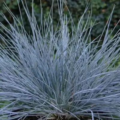 Овсяница АЙСФОГЕЛЬ сизая в Бобруйске