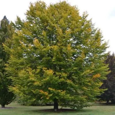 Бук лесной в Бобруйске