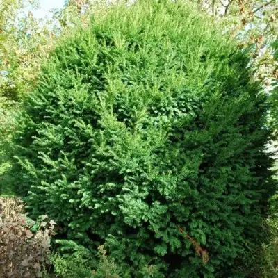 Тис РЕПАНДЕНС ягодный в Бобруйске