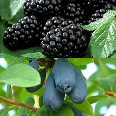 Комплект ЯГОДНЫЙ ДУЭТ в Бобруйске