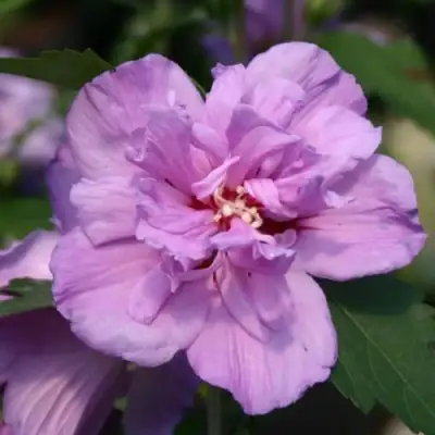 Гибискус АРДЕНС сирийский в Бобруйске