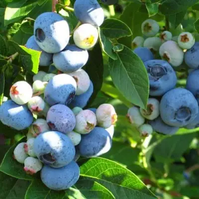 Голубика ДАРРОУ в Бобруйске