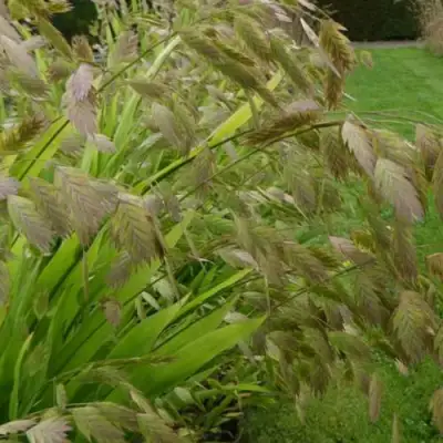 Хасматиум ШИРОКОЛИСТНЫЙ в Бобруйске