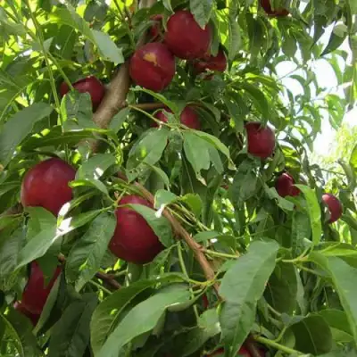 Нектарин ЭКСТРИМ БЬЮТИ в Бобруйске