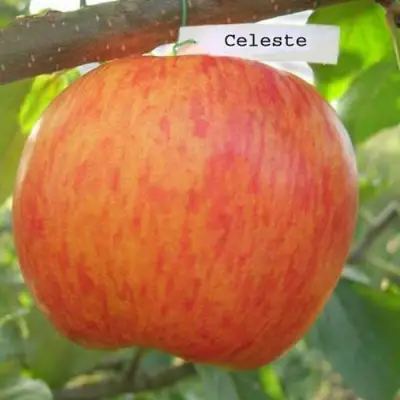 Яблоня ЦЕЛЕСТЕ в Бобруйске