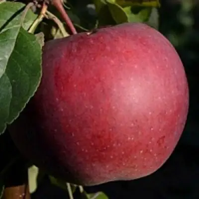 Яблоня БЕЛОРУССКОЕ СЛАДКОЕ в Бобруйске