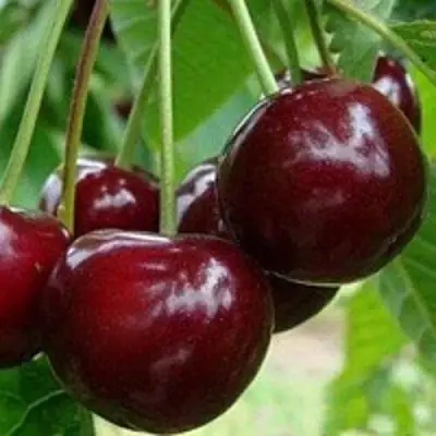 Вишня МИЛАВИЦА в Бобруйске