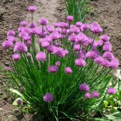 Лук-шнитт в Бобруйске