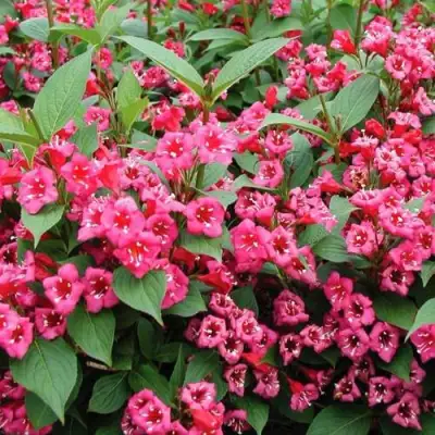 Вейгела БРИСТОЛЬ РУБИ в Бобруйске