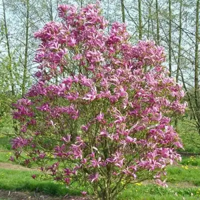 Магнолия СЬЮЗАН в Бобруйске