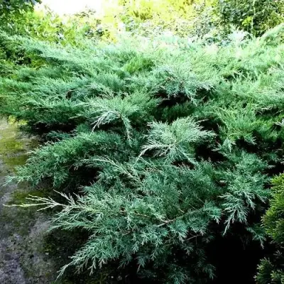Можжевельник ПФИТЦЕРИАНА ГЛАУКА  средний в Бобруйске