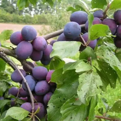 Слива ПЕРДРИГОН в Бобруйске