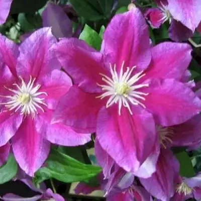 Клематис ХАНИЯ в Бобруйске