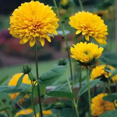 Подсолнечник СОЛЕЙЛ ДЕ ОР в Бобруйске