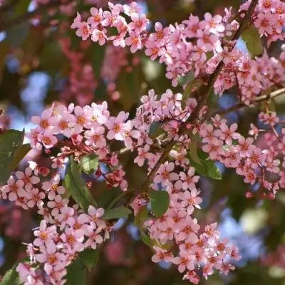 Черемуха КОЛОРАТА в Бобруйске