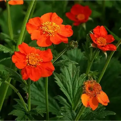 Гравилат БОРИСА в Бобруйске