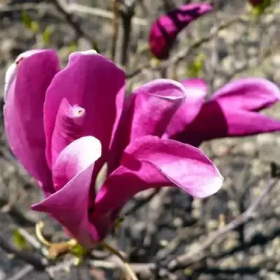 Магнолия СЬЮЗАН в Бобруйске