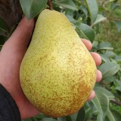 Груша ГЕНЕРАЛ ЛЕКЛЕРК в Бобруйске