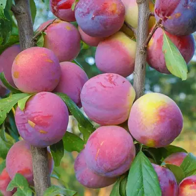 Слива КОЛОННОВИДНАЯ в Бобруйске