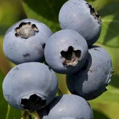 Голубика ЧАНДЛЕР в Бобруйске