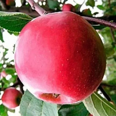 Яблоня КОВАЛЕНКОВСКОЕ в Бобруйске