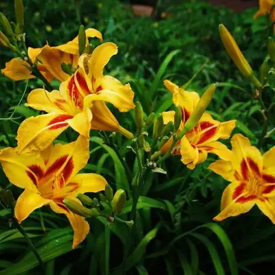 Лилейник БОНАНЗА гибридный в Бобруйске