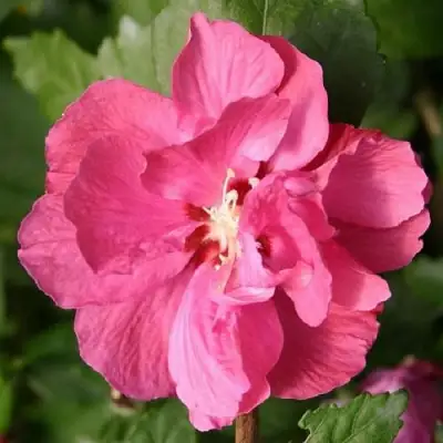 Гибискус ДЮК ДЕ БРАБАНТ сирийский  в Бобруйске