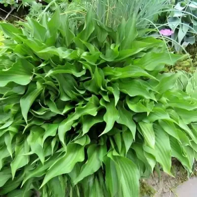 Хоста ГАРРИ ВАН ТРИЕР в Бобруйске