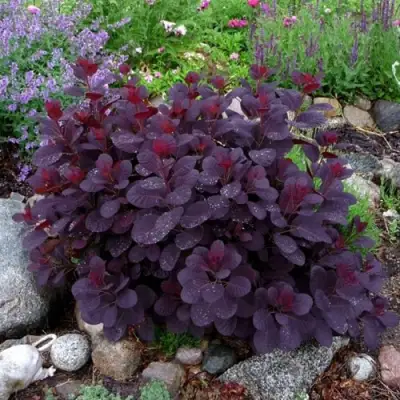 Скумпия РОЯЛ ПЕРПЛ кожевенная в Бобруйске