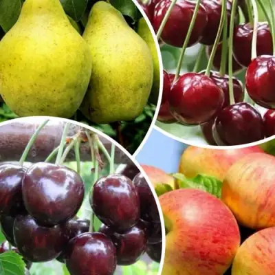 Комплект НАСЛАЖДЕНИЕ в Бобруйске